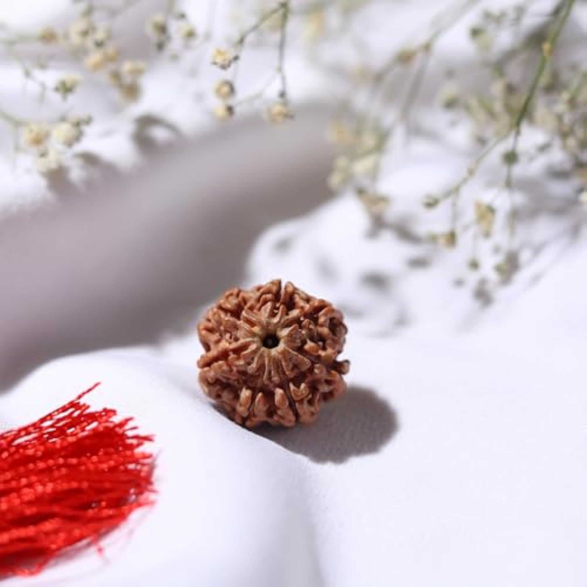 7 Mukhi (Seven Face) Nepal Rudraksha, Lab Certified